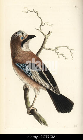 Eichelhäher Garrulus Glandarius (gemeinsame Jay, Corvus Glandarius). Stockfoto