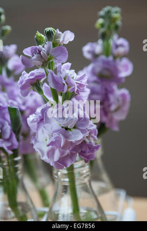 Matthiola Incana (Lager) in Miniatur-Milchflaschen. Stockfoto