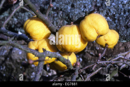 Quitte (Cydonia) Chaenomeles Speciosa/Japanisch/Japonica Früchte, UK. Stockfoto