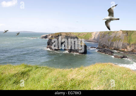 ein Blick von den Klippen in Ballybunion county Kerry Irland den jungfräulichen Fels und Küste und eine Möwe in einen Aufwind Stockfoto