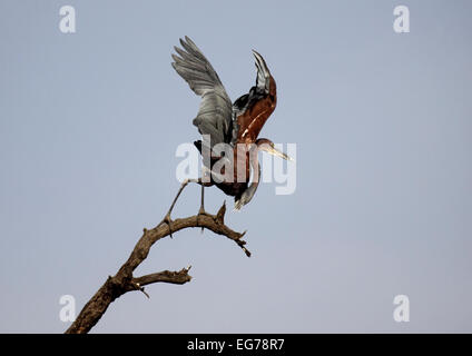 Goliath Heron ausziehen aus Barsch in den Mangroven auf dem Fluss Gambia Stockfoto