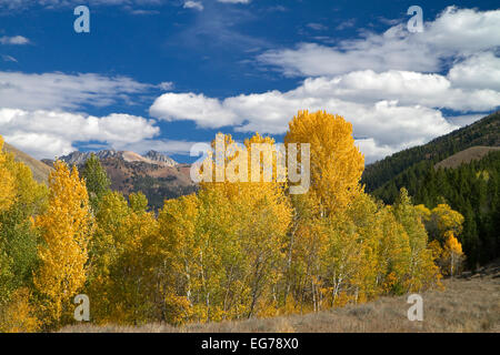 Bäume im Herbst Farbe in der Nähe von Sun Valley, Idaho, USA.  Des Teufels Bettgestell befindet sich am Ende des Canyons. Stockfoto