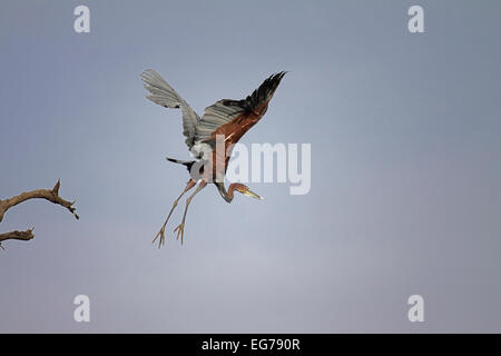 Goliath Heron ausziehen aus Barsch in den Mangroven auf dem Fluss Gambia Stockfoto