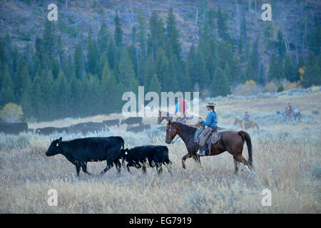 USA, Wyoming, Big Horn Mountains, Cowboys und Cowgirls treiben Rinder in open-Grenze Stockfoto