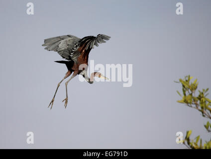 Goliath Heron ausziehen aus Barsch in den Mangroven auf dem Fluss Gambia Stockfoto