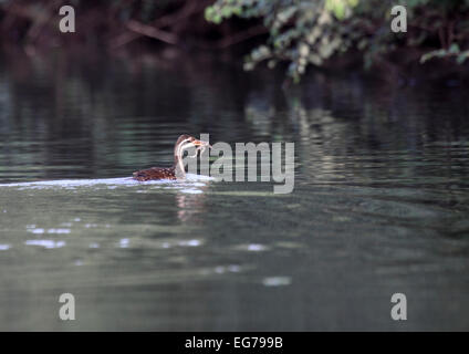 Afrikanischer Finfoot mit Frosch im Mund am Rand des Flusses Gambia in Senegal Stockfoto
