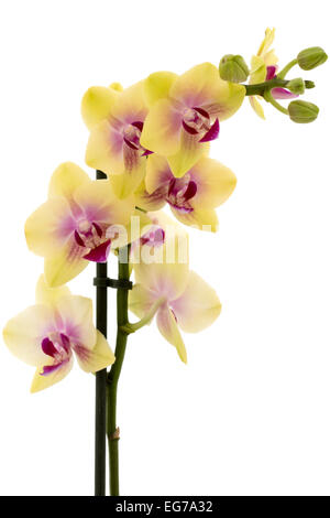 Schöne gelbe Orchidee isoliert auf weißem Hintergrund Stockfoto