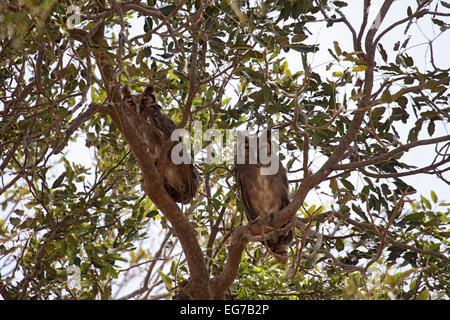 Verreaux der Uhu thront im Baum in Senegal Stockfoto