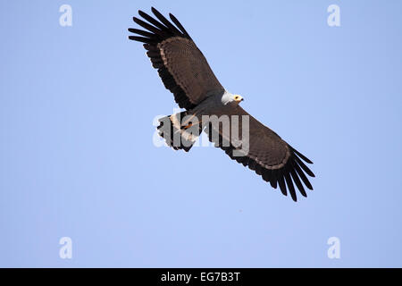 Afrikanische Harrier Falken im Flug im Senegal Stockfoto