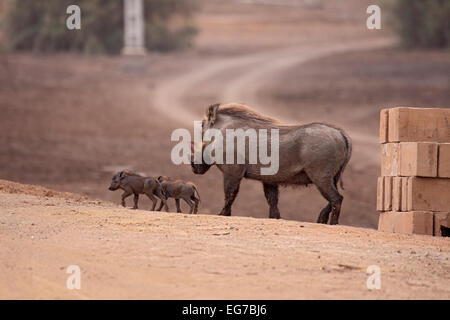 Warzenschwein mit jungen in Senegal Stockfoto