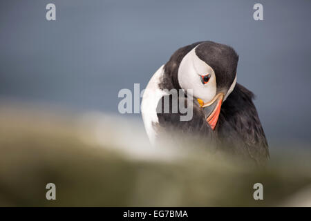 Papageitaucher auf den Farne Islands, Northumberland UK fotografiert Stockfoto