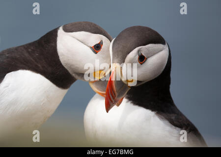 Papageitaucher auf den Farne Islands, Northumberland UK fotografiert Stockfoto