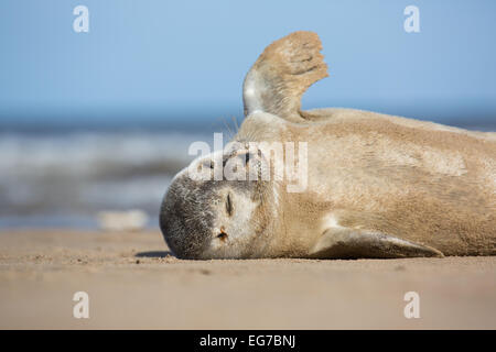 Gemeinsamen Seal Pup fotografiert am Strand von Donna Nook, Lincolnshire UK Stockfoto