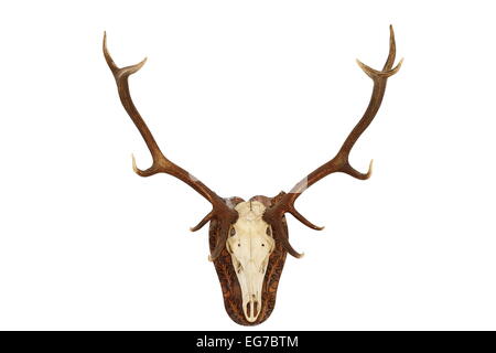 majestätische Rotwild Hirsch (Cervus Elaphus) Jagd Trophäe, isolierte Leiter an der Wand für Ihre Konstruktion montiert in Romani Tier gejagt Stockfoto