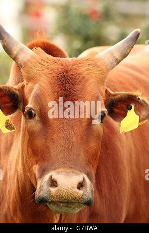 Zebu Kuh Kopf, Porträt auf dem Bauernhof auf einem braunen Tier genommen Stockfoto