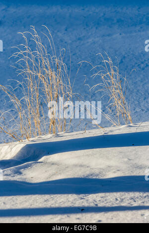 Getrocknete Gräser mit Baum Schatten über den Schnee in central Michigan, USA Stockfoto