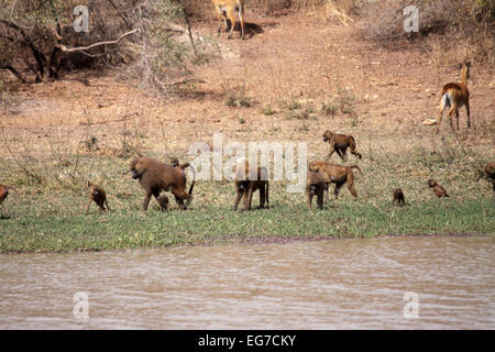 Guinea-Pavian-Truppe am Rand des Wassers im Senegal Stockfoto