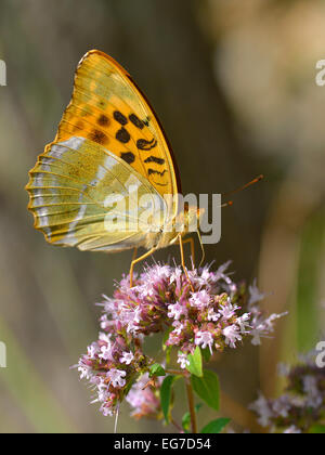 Silber-washed Fritillary Schmetterling auf Blume Stockfoto