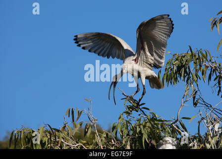 Sacred Ibis fotografiert im Botanischen Garten Sydney, Australien Stockfoto