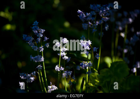 Frühling-Glockenblumen in einem englischen Holz Stockfoto