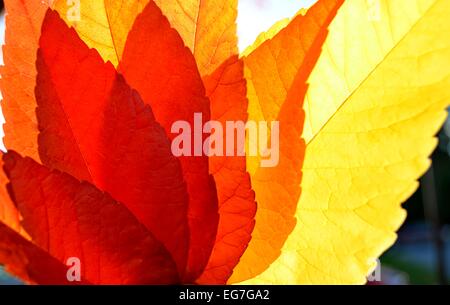Herbst-Palette ist ein Foto von bunten Herbst in leuchtenden Farben. Stockfoto