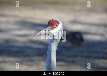 Sandhill Kran Portrait Stockfoto