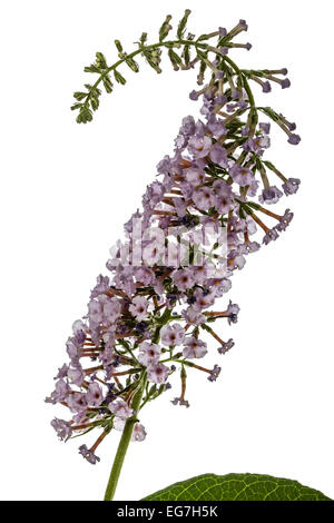 Blumen von Buddleja, lat. Buddleja Davidii, isoliert auf weißem Hintergrund Stockfoto