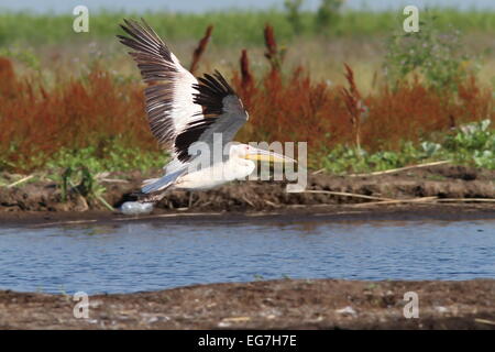 Rosapelikan (Pelecanus Onocrotalus) ausziehen Stockfoto