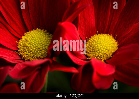 Rote Blumen Makro Stockfoto