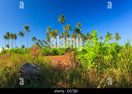 Schönheit der Insel mit Palmen, Rasenflächen und den blauen Himmel Stockfoto