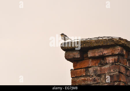 Kleiner Vogel auf einen alten Ziegel-Schornstein im Sonnenuntergang. Stockfoto