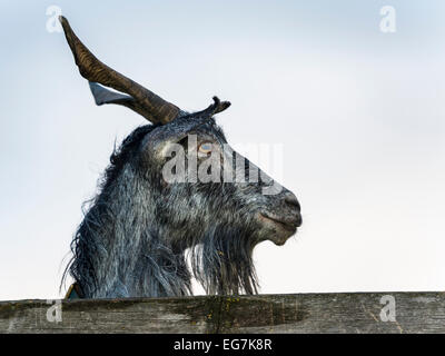 Ziegenbock Closeup Portrait, mit Blick auf ein Holzbrett mit nach hinten gebogenen Hörnern und Bart. Stockfoto