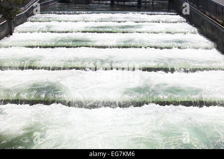 Fischtreppen, Migration von Lachs und Stahl helfen Kopf schwimmen rund um die Bonneville dam. Stockfoto