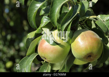 Bartlett Birnen am Baum in einem Washington Obstgarten Stockfoto