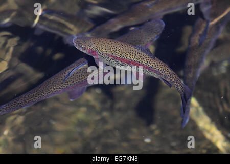 Regenbogenforellen in einer Fischzucht Teich halten. Stockfoto