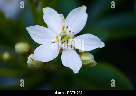 Hartriegel, einzelne Blume, Blume, Baum, weiß, Makro, Natur, Makro, Nahaufnahme, Kopf, kultiviert Blume, Frühling, Staffel Stockfoto