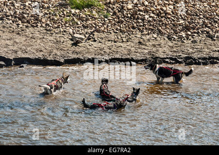 Hunde gehen zu einem erfrischenden Bad nach einer Trainingseinheit, Susan Butcher Trailbreaker Kennels, Fairbanks, Alaska Stockfoto