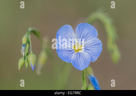 Wilde blaue Flachs (Linum Usitatissimum), Canmore, Alberta, Kanada Stockfoto