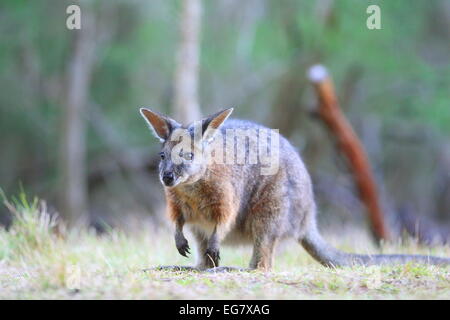 Wallaby, eines australischen einheimischen Tieren Stockfoto