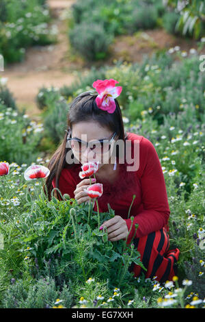 Riechen die Mohnblumen in Mon Jam, Chiang Mai, Thailand Stockfoto