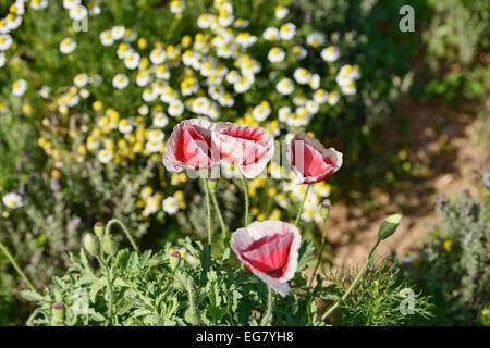 Mohn blüht im Mon Jam, Chiang Mai, Thailand Stockfoto