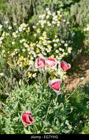 Mohn blüht im Mon Jam, Chiang Mai, Thailand Stockfoto