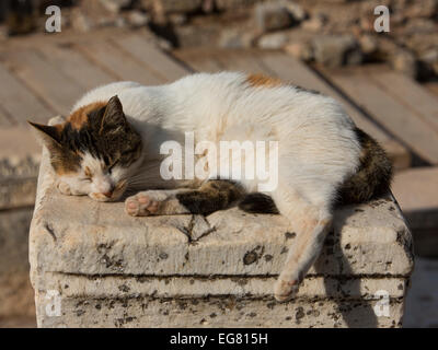 Antiken Ephesus, Türkei Katze ein Nickerchen in einer Spalte Stockfoto