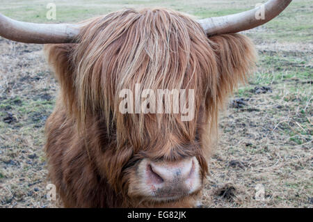 Schuss des Gesichts einer Highland Kuh genommen bei Fischer Green, Essex hautnah Stockfoto