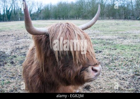 Schuss des Gesichts einer Highland Kuh genommen bei Fischer Green, Essex hautnah Stockfoto