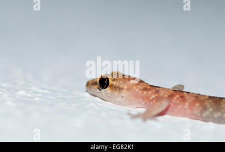 Nahaufnahme von einer maurischen Gecko auf einer weißen Wand Stockfoto