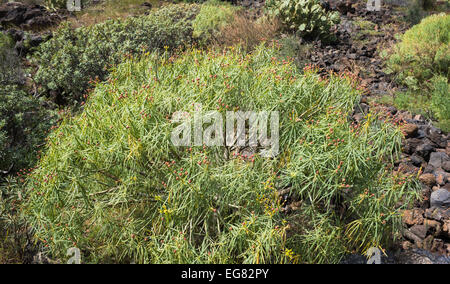 Euphorbia Lamarckii (Tabaiba Amarga, bittere Wolfsmilch), früher bekannt als Euphorbia Obtusifolia, in Costa del Silencio, Teneriffa, Stockfoto