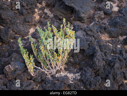 Zygophyllum fontanesii (Uvilla de mar, Meerestraube), eine halophile Pflanze, die nahe am Meer auf den Kanarischen Inseln, Palm Mar, Teneriffa, wächst Stockfoto