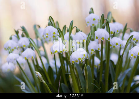 Leucojum Vernum in einem englischen Garten. Stockfoto