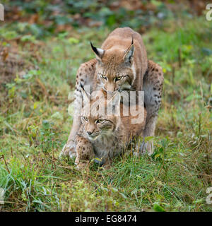 Eurasischer Luchs (Lynx Lynx), Paarung Versuch eines jungen Luchses, Gefangenschaft, Niedersachsen, Deutschland Stockfoto